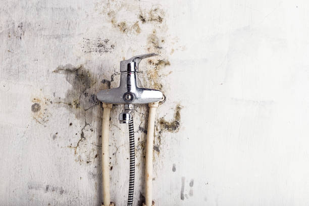 Certified Mold Removal in Cuthbert, GA
