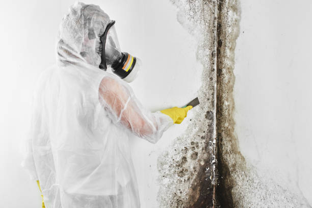 Best Certified Mold Removal  in Cuthbert, GA