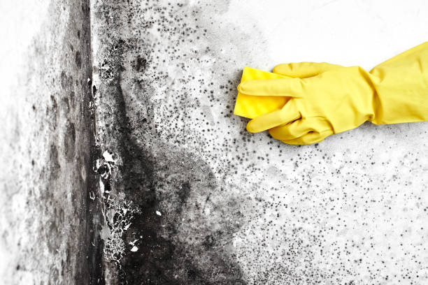 Best Mold Testing  in Cuthbert, GA