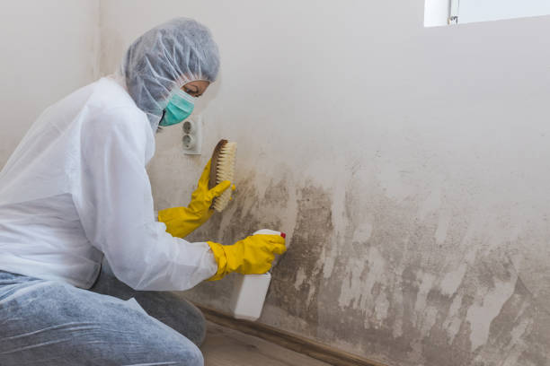 Best Attic Mold Removal  in Cuthbert, GA