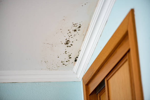 Best Mold Cleaning Services  in Cuthbert, GA