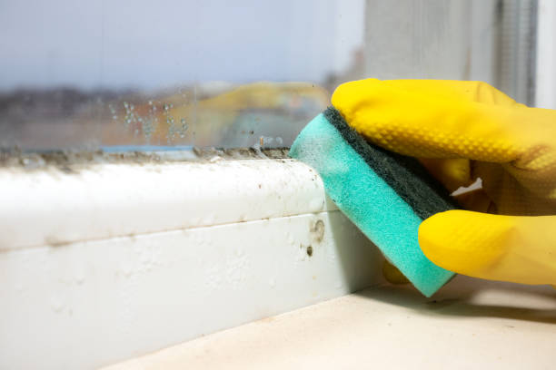 Best Certified Mold Removal  in Cuthbert, GA
