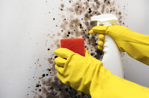 Best Same-Day Mold Removal  in Cuthbert, GA