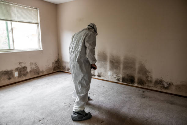 Professional Mold Removal in Cuthbert, GA